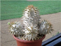 92bcec76-Pachypodium eburneum.JPG